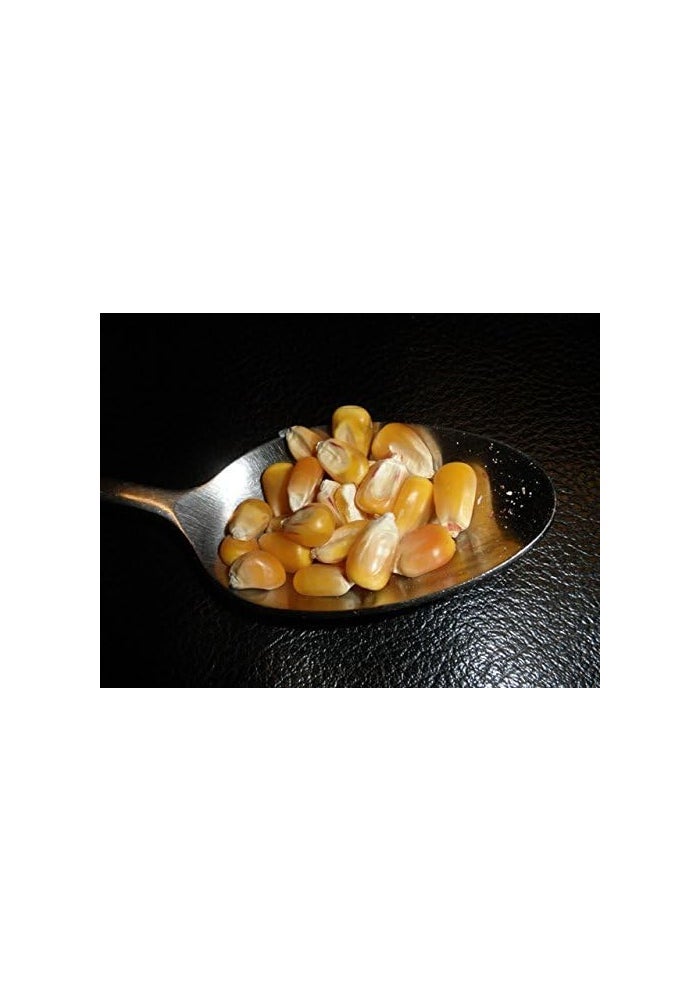 Mulberry Lane Farms Whole Yellow Corn 5 Pounds, USDA Certified Organic, Non-GMO, Product of USA - Image 3